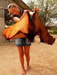 Bats Are Mammals Whose Forelimbs Form Webbed Wings Making Them The Only Mammals Naturally Capable Of True And Sustained Flight By C Animals Bat Funny Animals