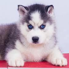 A siberian husky's coat can have all colors from pure white to mostly black, with a variety of markings and patterns. White Siberian Husky With Blue Eye Puppy For Sale Husky Puppies In Delhi Ncr Dav Pet Lovers