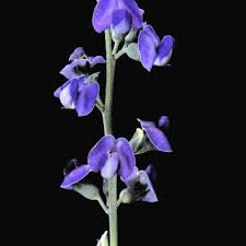 Image result for Neorautanenia ficifolia