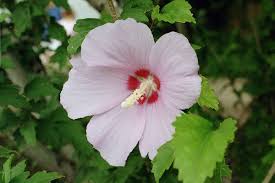 Image result for Hibiscus platycalyx