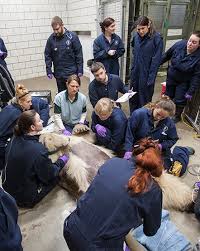 Maybe you would like to learn more about one of these? Veterinary Services Lincoln Park Zoo