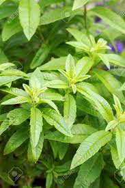See all lemon verbena products. Lemon Verbena Aloysia Triphylla Lippia Citirodora Aloysia Stock Photo Picture And Royalty Free Image Image 139487553