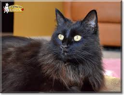 Raven The Cat Of The Day En 2020 Chat