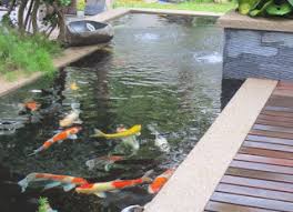 Namun agar keindahan dan kesan natural didapatkan 9. Cara Membuat Kolam Koi Terbaik