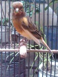 Dengan membeli produk kami di jualayamhias.com anda telah mendukung program sedekah beras untuk yatim, dhuafa, dan. Transaksi Burung Kenari Tak Sekedar Jual Beli Superthowi Wordpress Com