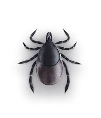 We're not happy until our customers call us their favorite greensboro pest control company. Exterminators Senoia Ga Pest Control Termite Treatment Fayetteville Newnan Ga Turin Pest Control