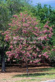Robinia ambigua robinia purple robe. 8985 Cc Purple Robe Idaho Locust Robinia Ambigua Jpg Richard Shiell