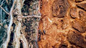 European spruce bark beetle (english), buchdrucker (german), grandbarkbillen (norwegian), le ips typographus the european spruce bark beetle has caused many problems in europe and asia. Great Spruce Bark Beetle D Micans Woodland Trust