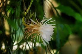 When the column cereus care involves maintaining plants lower light levels the soil should be allowed to dry out to question: 10 Tips For Growing A Queen Of The Night Cactus Garden Lovers Club