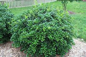 A compact type of small leaf japanese azalea. Evergreen Shrubs For Shade Top 17 Choices Plantingtree