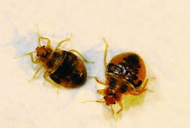 Add them now to this category in walnut, ca or browse best pest control for more cities. Walnut Creek Pest Control Bed Bugs Cockroaches Rodents