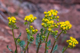 Image result for Senecio maranguensis