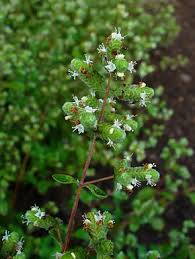 Marjolaine Origanum Majorana Origan Des Jardins Herbes Aromatiques Jardinage Urbain Plante Medicinale