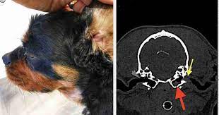 Teca Review Total Ear Canal Ablation In Dogs Walkerville Vet
