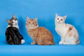 There are 624 manx cats for sale on etsy, and they cost $15.38 on average. Manx Cat Price Cost Range Where To Find Manx Kittens For Sale