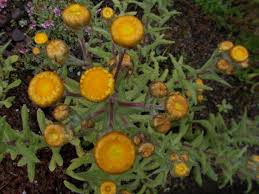 Image result for Helichrysum aureum