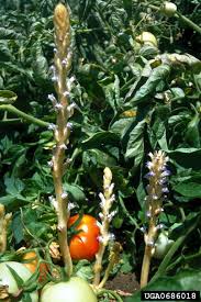 Image result for Orobanche