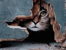 Instagram Da Onur Erol Bir Kap Yemegi Biraz Suyu Ve En Onemlisi Merhametinizi Onlardan Esirgemeyin Bu Dunya Hepimizin In 2020 Crazy Cats Animals Cat Photography