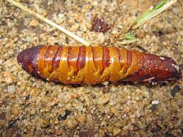 A Guide To Bush Tucker Australia S Native Foods Native Foods Food Food Trends
