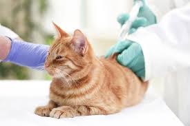 Kedi Asilari Ronesans Veteriner Izmir Alsancak 7 24 Acik