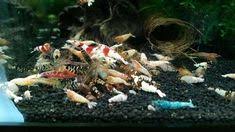 Most fish sleep on the bottom, and they are easy pray for a crayfish. 84 Aquarium Non Fish Ideas Aquarium Fish Shrimp Tank Freshwater Aquarium Shrimp