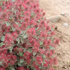 Image result for Acalypha racemosa