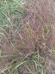 Image result for Eragrostis desolata