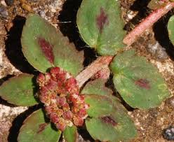Image result for Euphorbia ophthalmica
