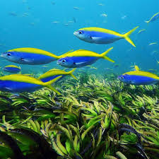 Image result for Thalassodendron ciliatum