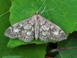 Image result for Anania perlucidalis