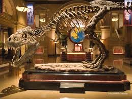 Night At The Museum Publicity Still Night At The Museum Museum Dinosaur Skeleton