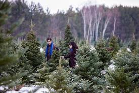 Tree farm massacre features 2 attractions to haunt your halloween season: The 9 Best Christmas Tree Farms In Minnesota
