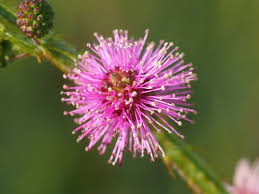 Image result for Mimosa diplotricha