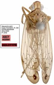 Image result for Lophiocarpaceae