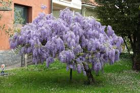 Image result for Bolusanthus