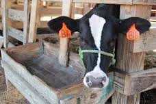 Macon County Fair
