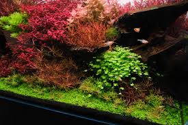 Image result for Hydrocotyle