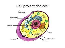 We did not find results for: Cell Project Choices Create A 3d Model Of A Plant Or Animal Cell Make Sure To Include All Of The Parts Ppt Download