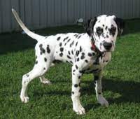Check spelling or type a new query. Dalmatian Dog Wikipedia