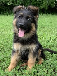 Dog #1 born double cryptorchid. German Shepherd Puppy Home Preparation Nevada Haus