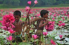 People Of Wetlands Farm Water Lilies In Bangladesh Demotix Com Water Lilies India Photography Village Photos