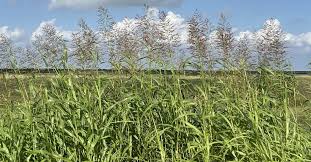 Image result for Sorghum halepense