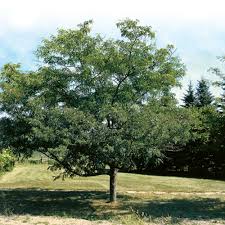 Image result for Gleditsia triacanthos