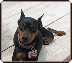 Meet adoptable cats and kittens from your community. Indianapolis In Miniature Pinscher Meet Nahla A Pet For Adoption