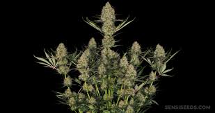 Northern lights can flower in as little as 6 weeks, much faster than many other marijuana strains. Shiva Skunk Story Grow Report Shiva Skunk Feminized Sensi Seeds