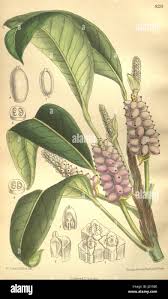 Image result for Satyrium trinerve
