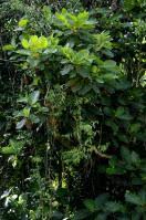 Image result for Mitragyna rubrostipulata