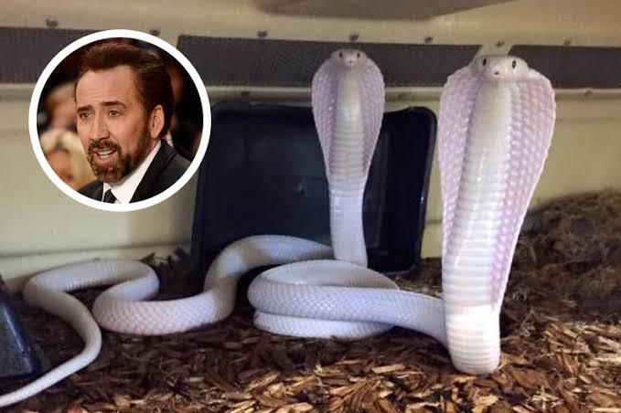 Mga resulta ng larawan para sa Nicolas Cage king cobra"