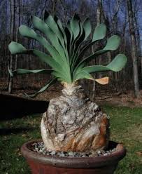 Image result for Boophone