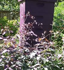 Image result for Clematis commutata